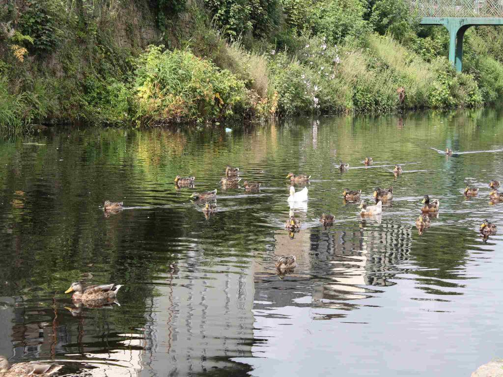 Shannon Breeze B&B Killaloe Εξωτερικό φωτογραφία